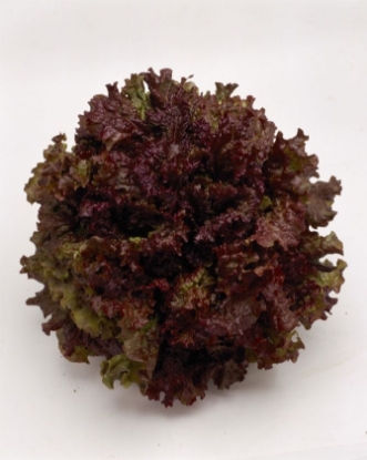 Picture of Lettuce New Red Fire